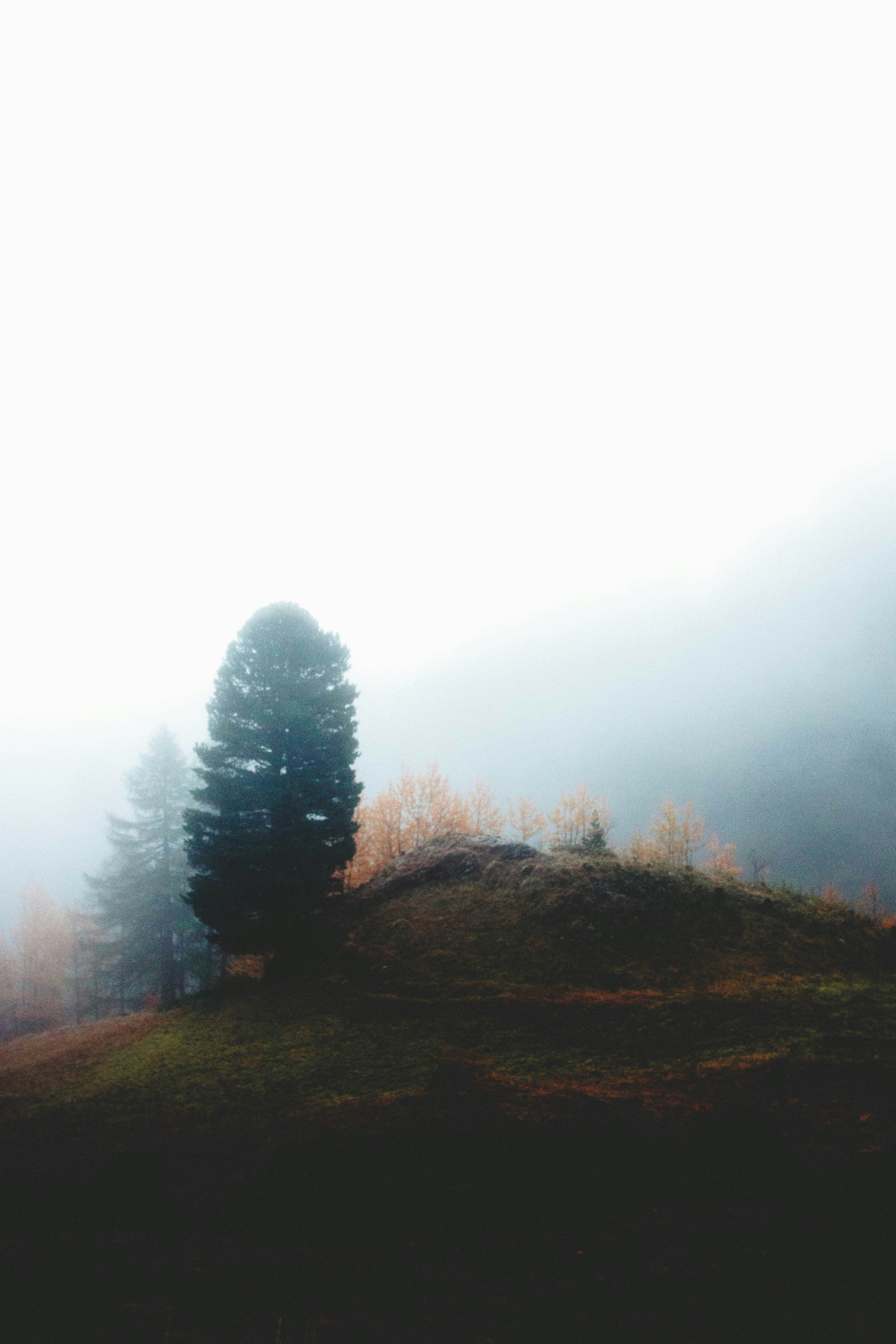 green leafed tree on mountain surrounded by fogs